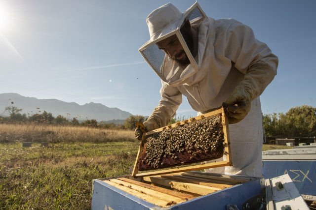 Honey and beeswax products